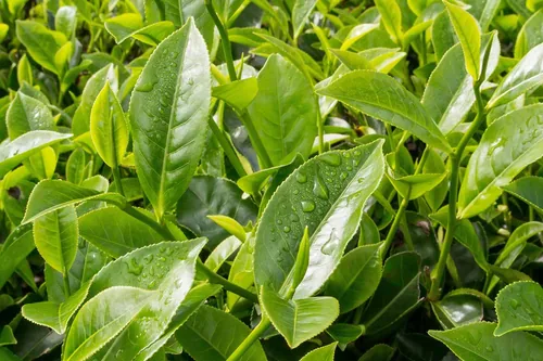 Green Tea Leaf — ingredient in Glycovit